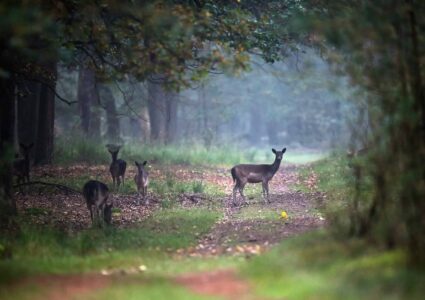Konferencecenter midt i naturen