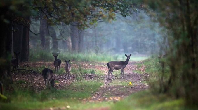Natur-dyr-hjort-01 Partner i Naturpark Lillebælt